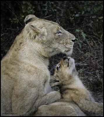 lioness w cub.jpg