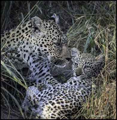 mother leopard w cub.jpg