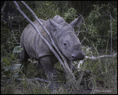 rhino calf scratching.jpg