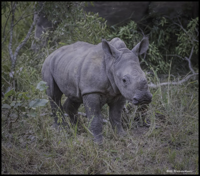rhino calf.jpg