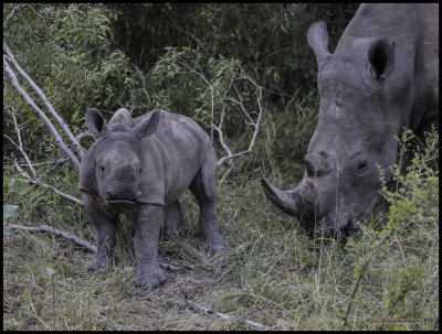 rhino w 3mo old calf.jpg