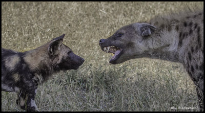Sabi sands hyenavs wild dog up close.jpg
