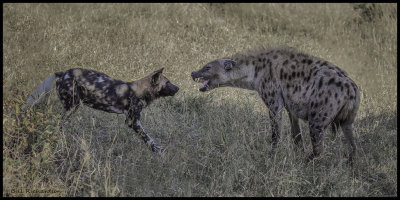 Sabi sands hyenavs wild dog.jpg