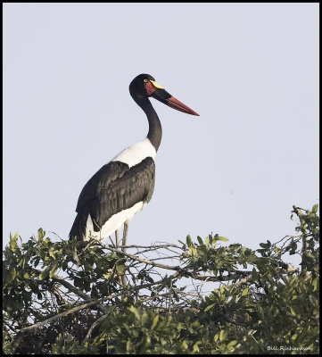 saddle billed stork at new nest.jpg
