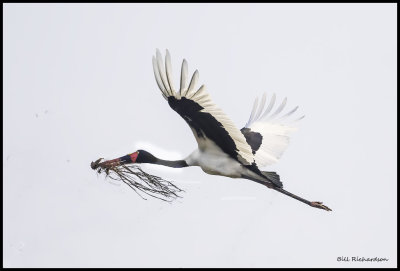 saddle billed stork in flight.jpg