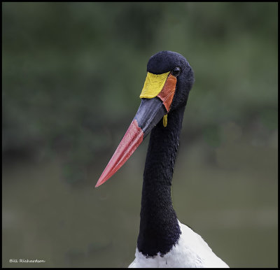 saddle billed stork portrait.jpg