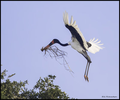 saddle billed stork w nesting sticks.jpg