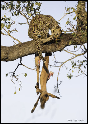 safari leopard cub w kill.jpg