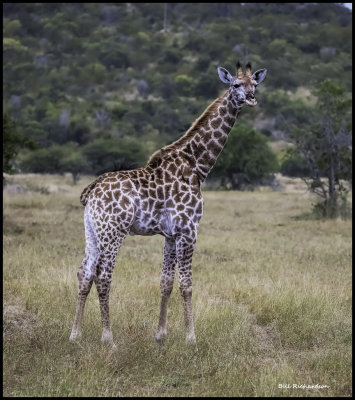 very young giraffe.jpg