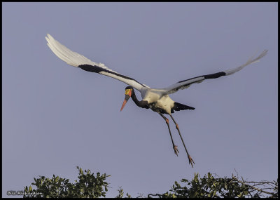 saddle billed stork landing.jpg