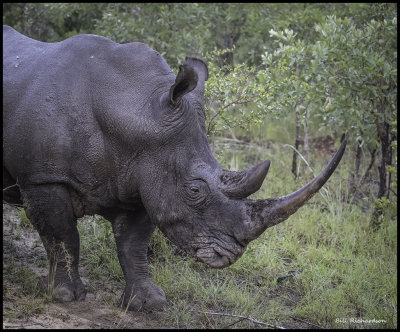 white rhino bull.jpg