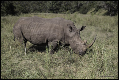 white rhino full body.jpg