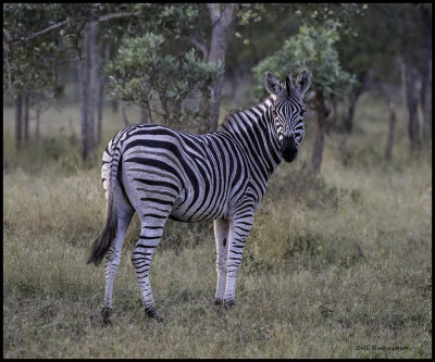 zebra full body.jpg