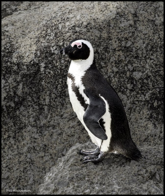 penguin full body on rock.jpg