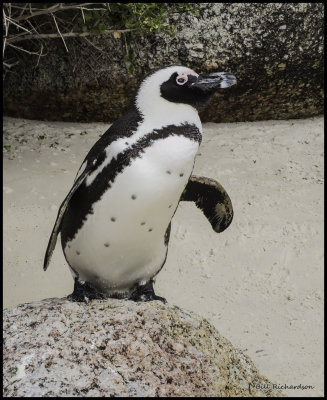 penguin on rock.jpg