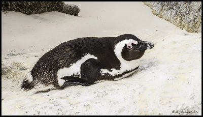 dozing penguin.jpg