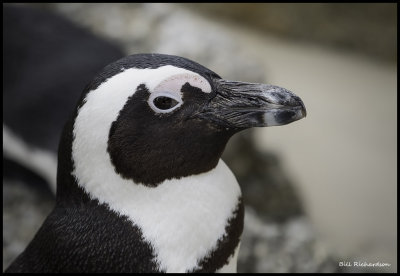 penguin portrait.jpg