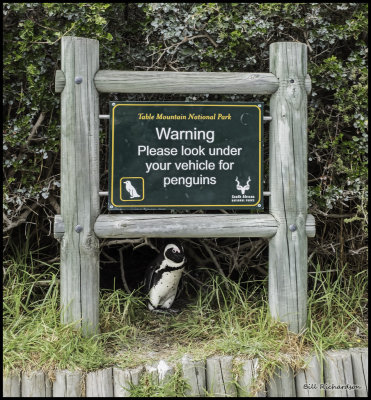 penguin warning sign.jpg