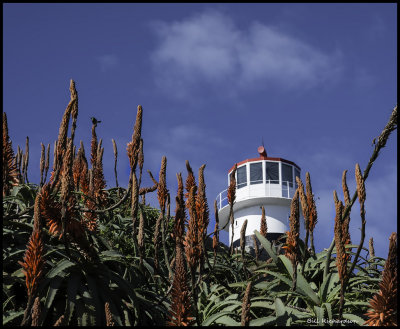 Cape Point light house w sunbird.jpg