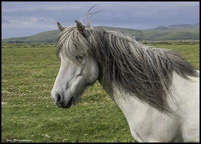 Icelandic horse portrait 2.jpg
