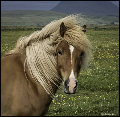 Icelandic horse.jpg