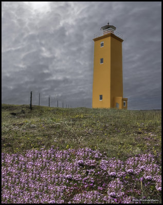 light house w wild flowers.jpg