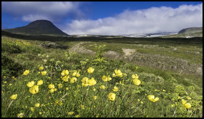 landscape w yellow flowers.jpg