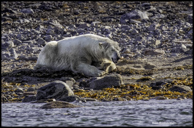 polar bear dozing.jpg
