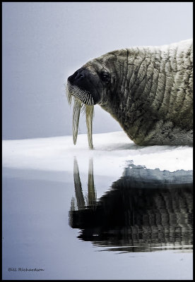 walrus reflection.jpg