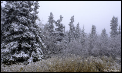 rime frost forest.jpg