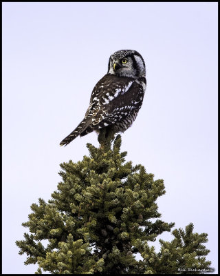 northern hawk owl.jpg