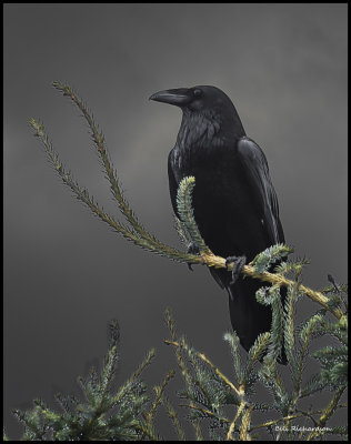 raven.jpg
