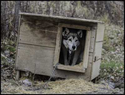 sled dog.jpg