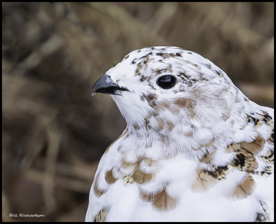 willow ptarmigan portrait.jpg