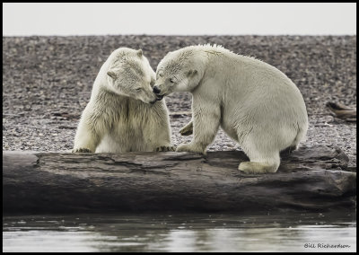 kissy bears.jpg