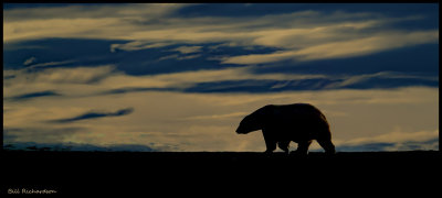 alaska_polar_bear_trip