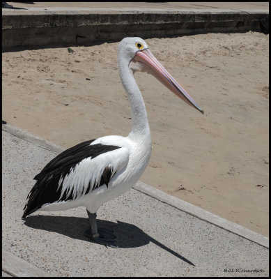 Australian pelican.jpg