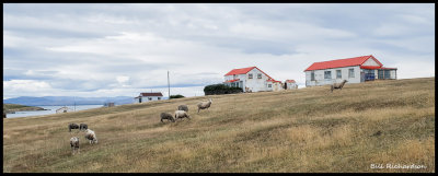 Pebble Island sheep farm.jpg