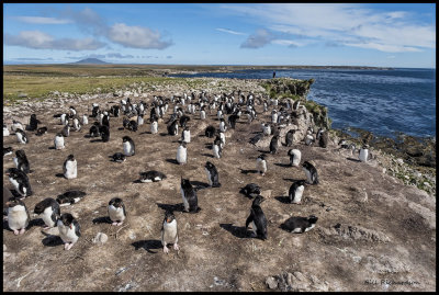 rock hopper penguin colony.jpg