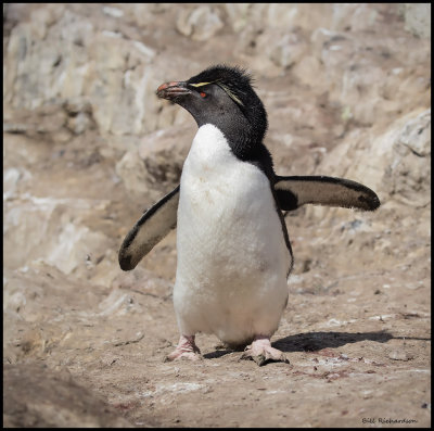 rock hopper penguin front.jpg
