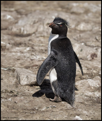 rock hopper penguin back.jpg