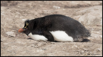 rock hopper penguin sleeping.jpg
