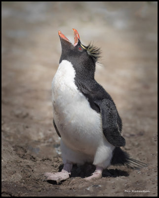 rock hopper penquin yodeling.jpg