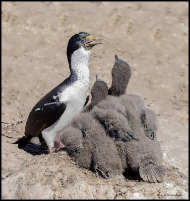 Imperial Shag cormorant w chicks.jpg