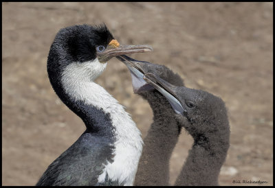 Imperial Shag cormorant w begging chicks.jpg