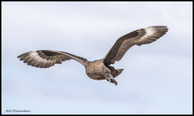 Falkland skua flying hunting.jpg