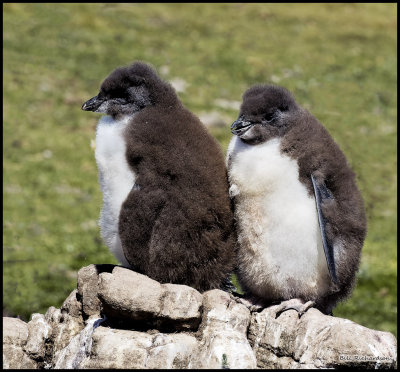 rockhopper penguin chicks.jpg