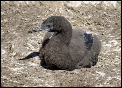 Imperial Shag cormorant chick.jpg