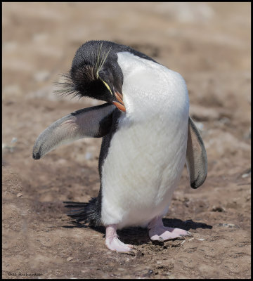 rockhopper penguin grooming.jpg