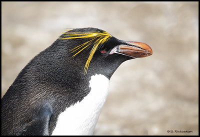 macaroni penguin profile.jpg